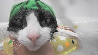 猫がお風呂に入るのでシャワーキャップをつけてみた - Cats Bath time with shower cap - by inthelife 33,727 views 6 years ago 3 minutes, 44 seconds