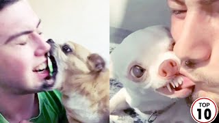 Tiktok Funny Dog Videos Try Not To Laugh Pet Reaction Funny Animal Videos Animal Fights Animal Prank