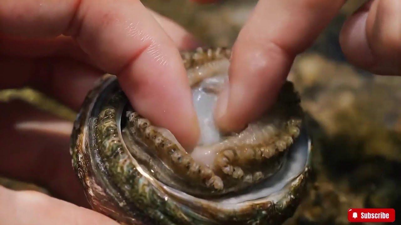 🔴 ASMR Trigger Assortment with Live Abalone | Tapping, Scraping, Slicing & Water Sounds