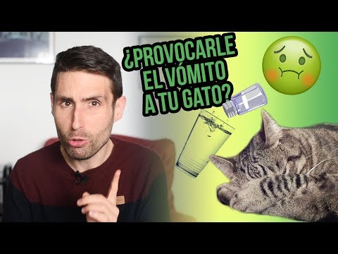 Video: Cómo Provocar El Vómito En Un Gato