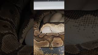Celebrity Snake Laying eggs! #ballpython #snake #eggs #snakeeggs #python #pythonregius #reptile #reptileeggs Net Worth