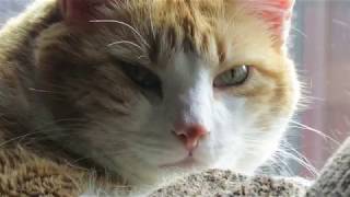 When Your Cat Catches You Looking At Him