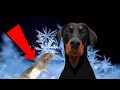 Aus die Maus! Hund hat hunger 🤣 Dobermann Angriff im Schnee - kleine Drift Session