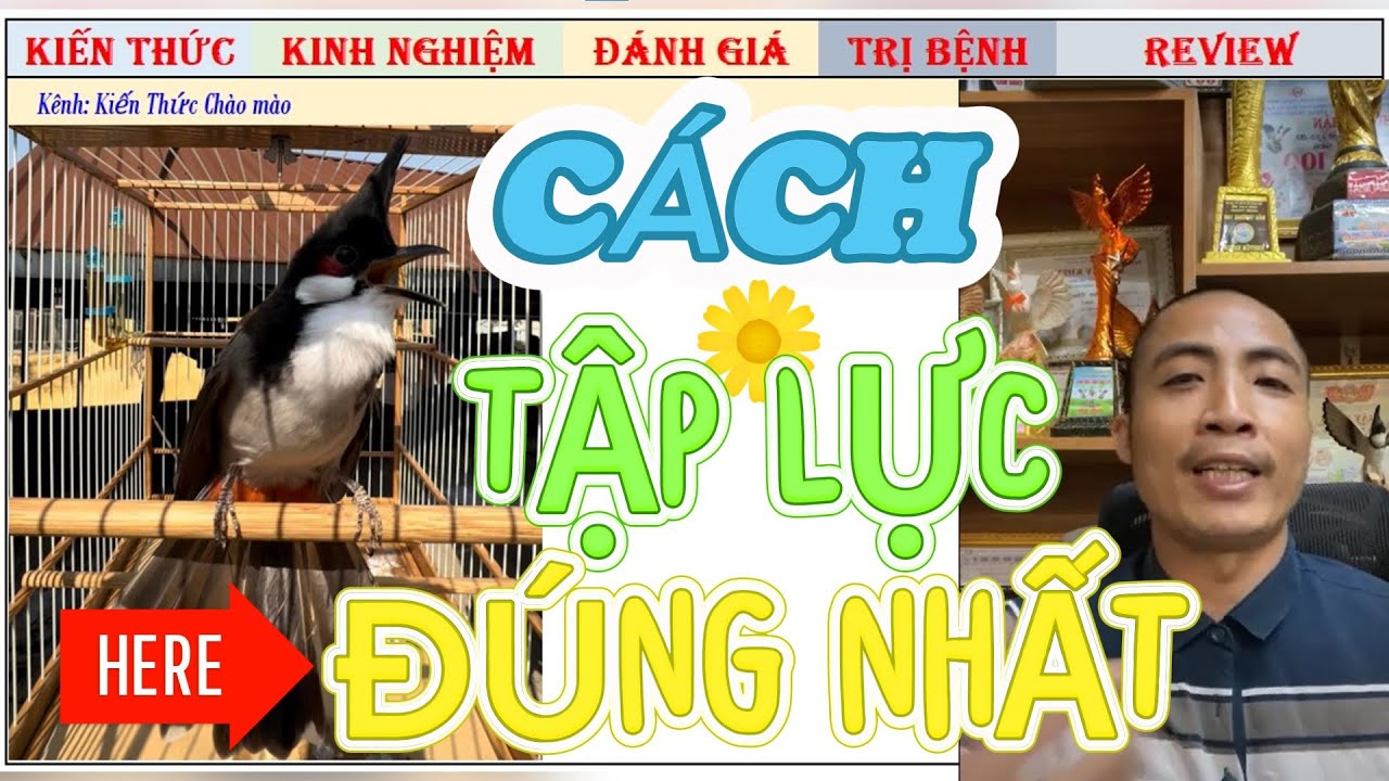 Chim Chào mào Thi Đấu Tập Lực như thế nào là đúng cách, hiệu quả cao?