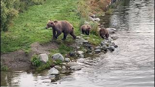 Brown Bear Mom & 2 Cubs Brooks Camp Boardwalk Sept. 15, 2026 Walking Swimming Fishing OldGuyDIY