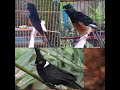 Suara Masteran Burung Cililin Cocok Untuk Burung Murai Trotol Mp3 - Mp4 Download