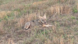 Giovane lupo a caccia di fagiani. Young wolf hunting pheasants.