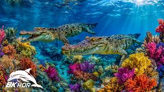 Ocean Depth 8K HDR – Amazing Deep Sea Creatures with Soothing Music