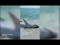 People help beached mako shark on Pensacola beach