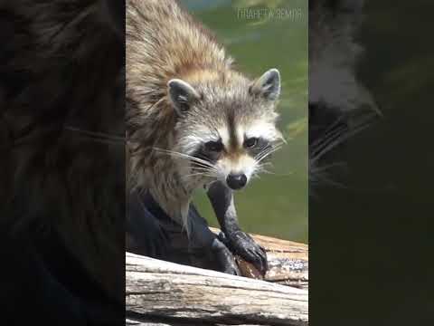 Енот: Смешной полоскун 😉 #природа #животные #енот