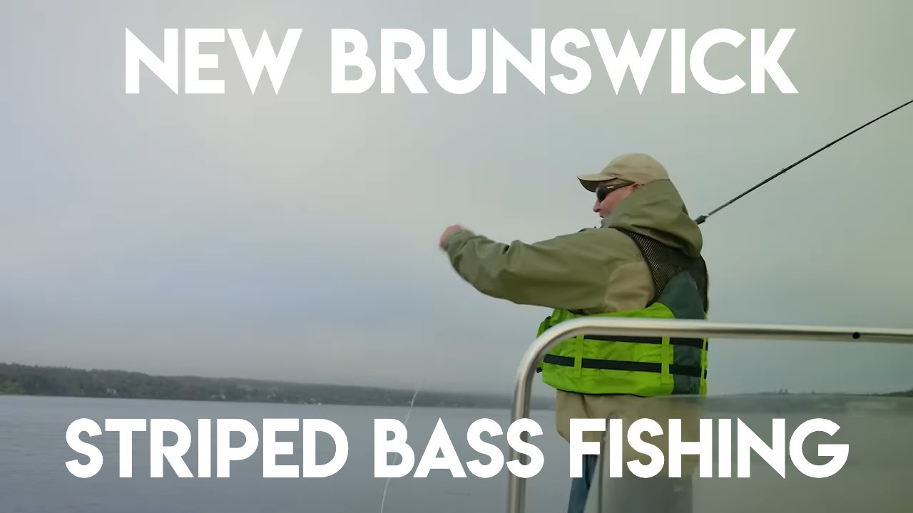 New Brunswick's Incredible Striped Bass Fishery 