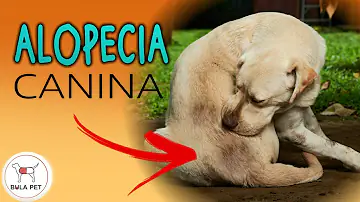 Como curar alopecia canina?