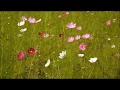 ズ・ビズ・ビズー / ギリアン・ヒルズ