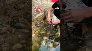 Unique Shrimp Catching, Freshwater Shrimp Catching, Shrimp