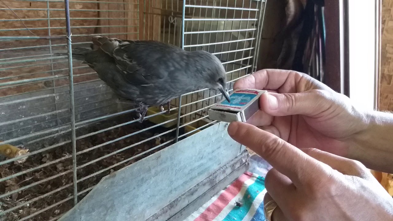 СКВОРЕЦ-МОЛОДЕЦ. Коробочка с едой. - YouTube