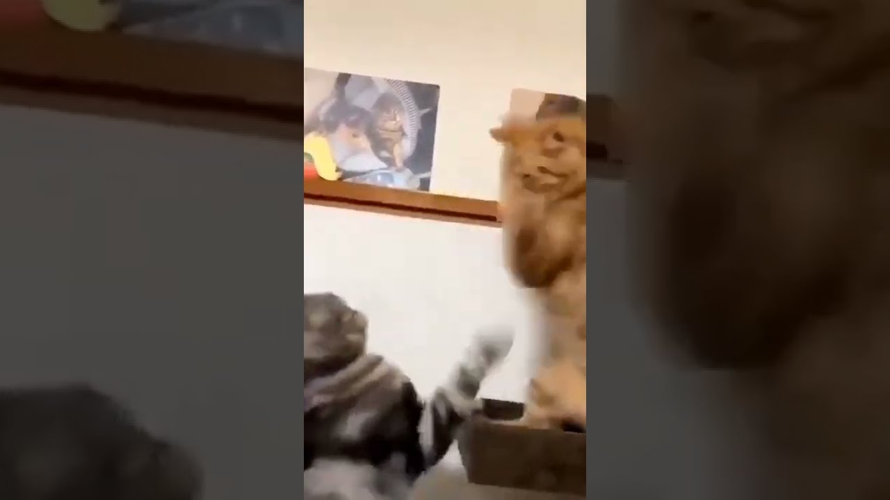  Cute Cat Short Video 299