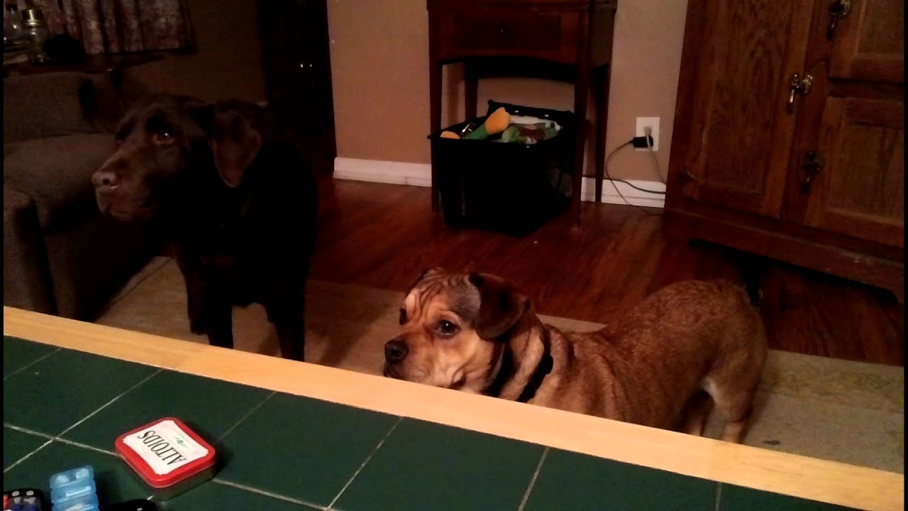 Dogs love raisins YouTube