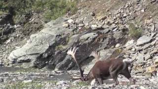 Barren Ground Caribou footage from Widrig Outfitters 2010