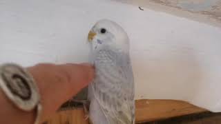 Как научить Волнистого попугая Разговаривать и приучить к рукам