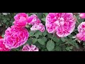 #rosa #роза / Розовые розы. Обильное цветение