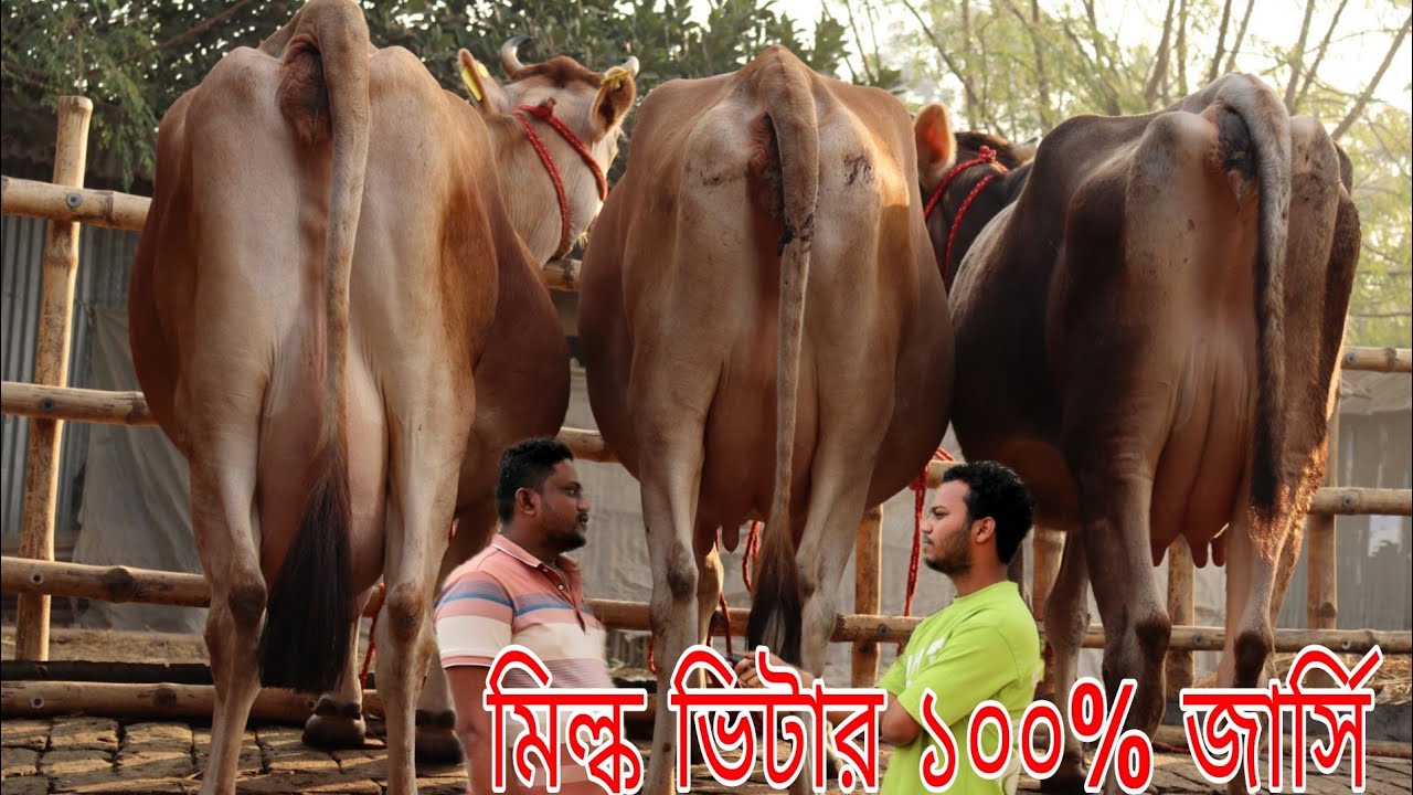 আজ বাঘাবাড়ী মিল্ক ভিটার জার্সি গাভীর মেলা! মাত্র ১৫৫ হাজারে বাচ্চা সহ ১৫ লিটার দুধের গাভী।