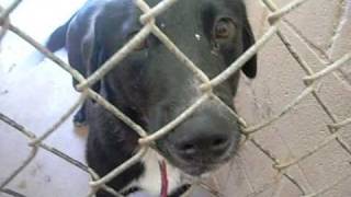 Spca Rescue The Animals Commercial