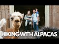 YOU CAN DO THIS IN GERMANY?! (alpacas are the best hiking partners!)