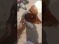 finally Qurbani ki baqri le hi lii #virqlshorts #goat #minivlog #youtubetv