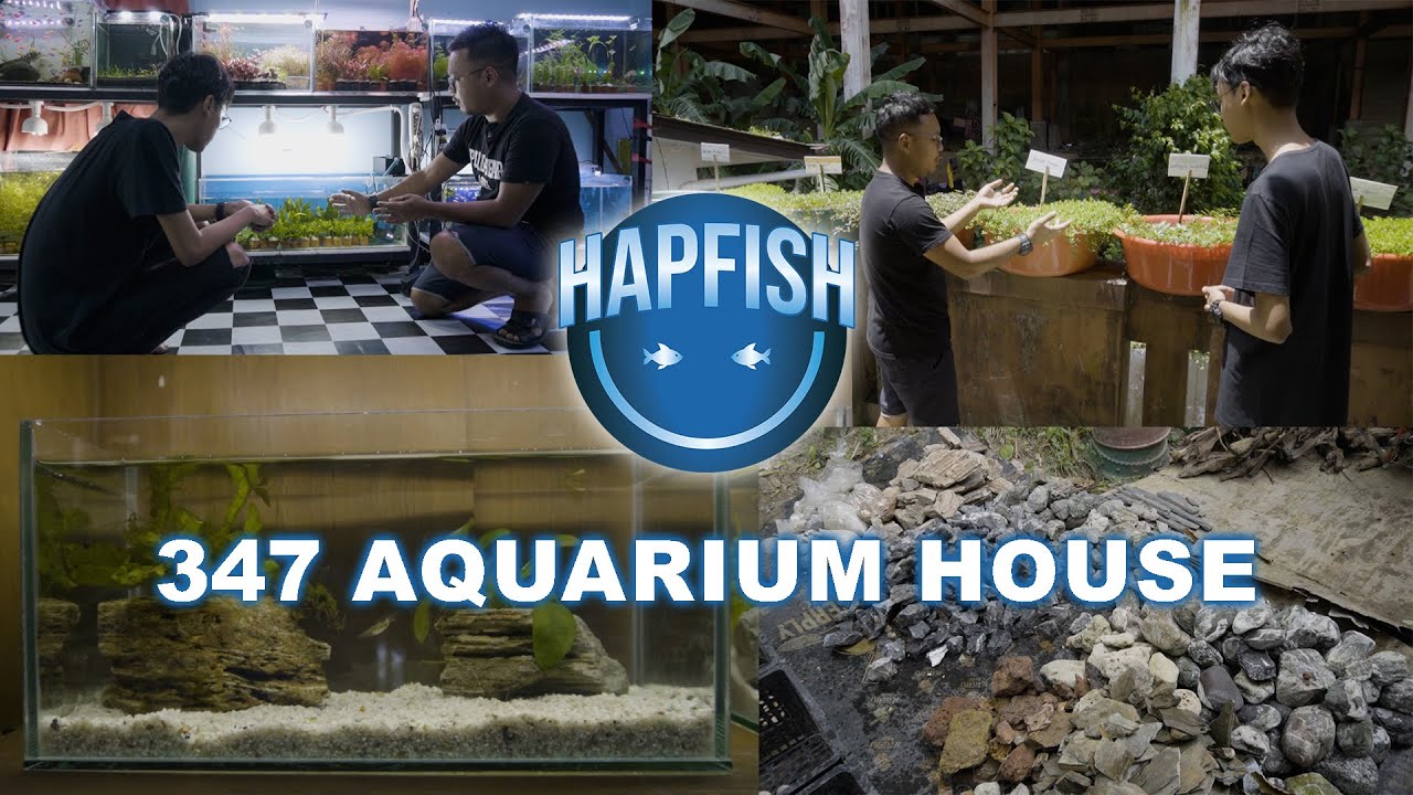 Evolving Your Aquatic Environment: Emersed Plants Farm By 347 Aquarium House