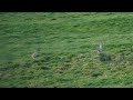Endangered curlew return to lough scur breeding pair new territory mating captured wild irish hare