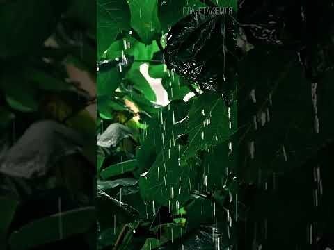Новая Гвинея: Второй