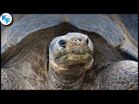 Галапагосская черепаха - самая большая черепаха на земле. Слоновая черепаха.