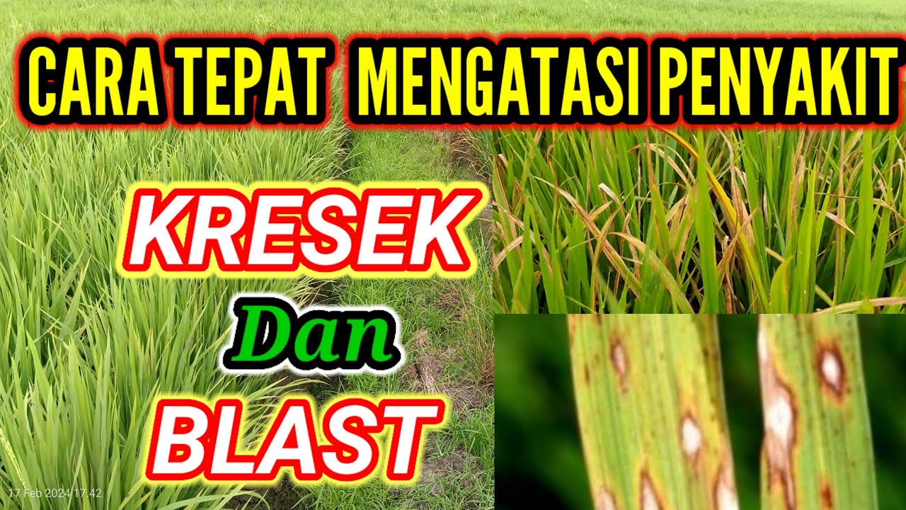 cara tepat mengantisipasi serangan penyakit blast dan kresek pada tanaman padi