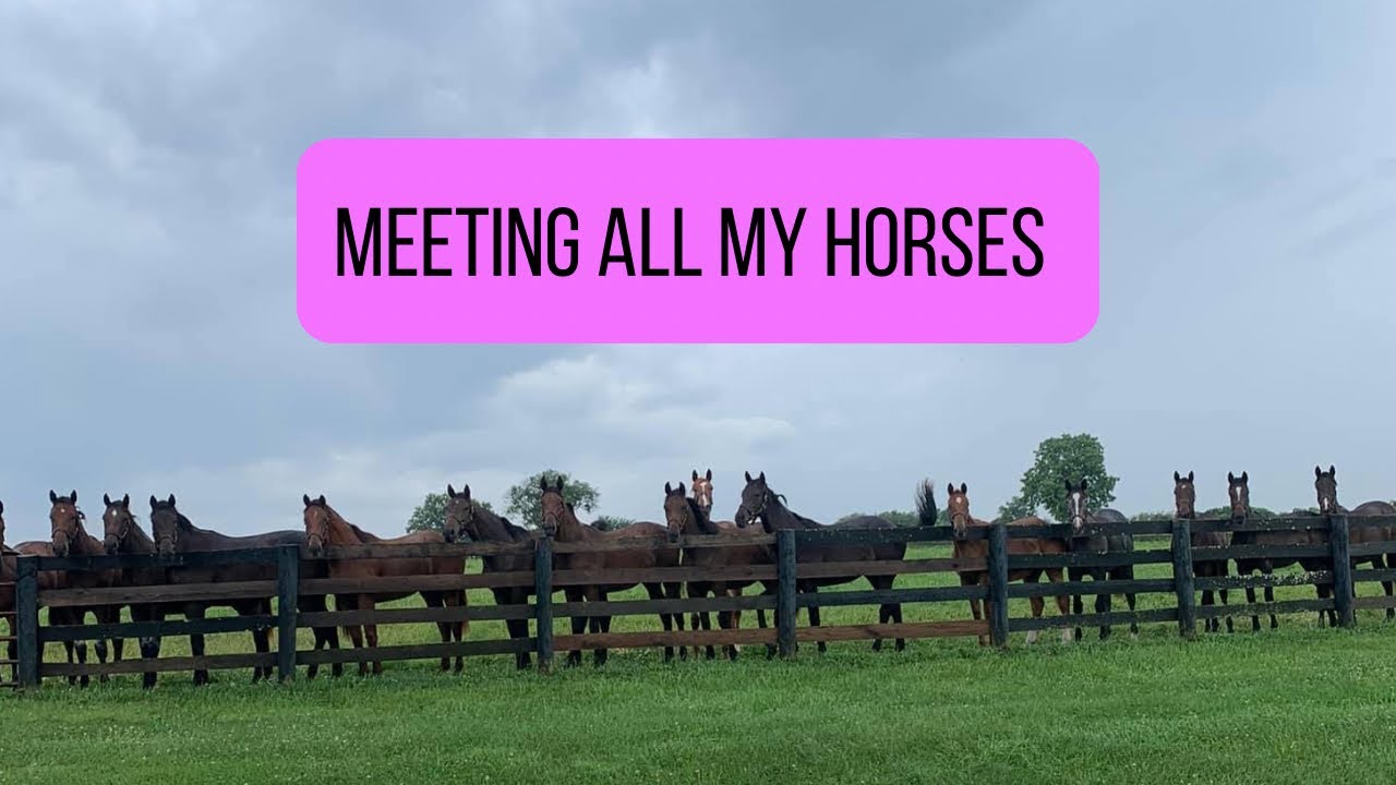 Meet the whole crew (I offically own way too many horses apparently) YouTube