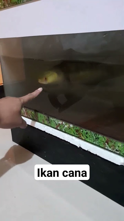 ikan cana besar