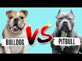 جنگ سگ پیتبول با سگ بولداگ مقایسه پیتبول و بولداگ Bulldog Vs Pitbull 