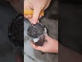 char moss is a weather resistant fire starter #lifehacks #survival #woods #learnmore #camp #fire