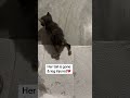 She lost her tail in the flood… but not her fight. 🐾💔Calliope is just a tiny kitten who survived
