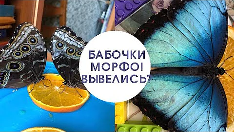 Бабочки Морфо! Вывелись?