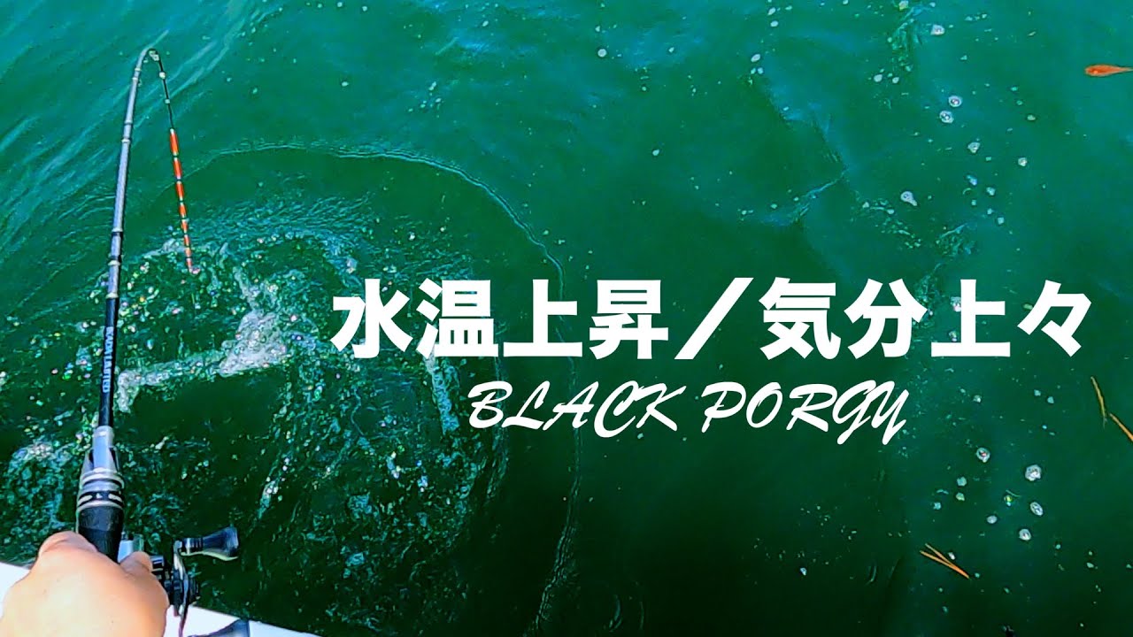 【かかり釣り】チヌと鱸は仲良し編