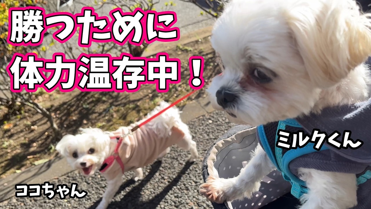 勝つために体力温存中！★ココちゃん・ミルクくん★