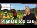 Plantas tóxicas y otros alimentos que tus gallinas no deben comer ⚠