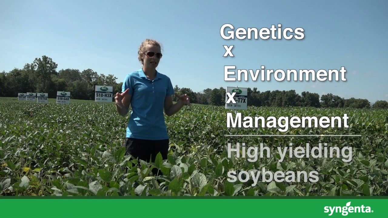 Nk® Soybean Variety Trial In Drumbo, Ontario