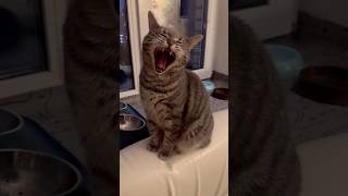 #притчи #cat #красиваякошка #веселыекоты #рекомендации #мышлениеуспеха #мышление #мысливслух #cute