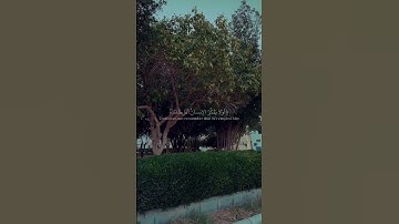 عبدالرحمن مسعد | سورة مريم