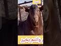 جدي بور ينافس العجول في اللحم Boergoat ماعز بور Goat Animal