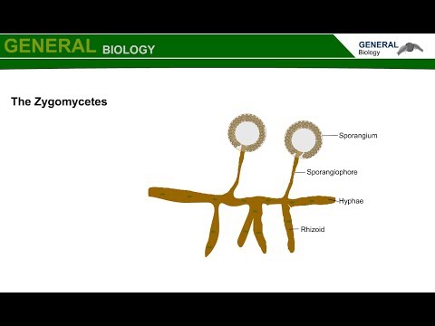וִידֵאוֹ: האם זיגומיציטים ו-phycomycetes זהים?