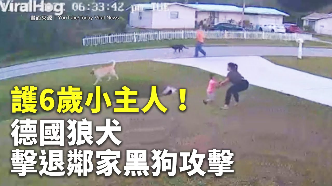 護6歲小主人！德國狼犬擊退鄰家黑狗攻擊 - 忠犬護主 - 國際新聞