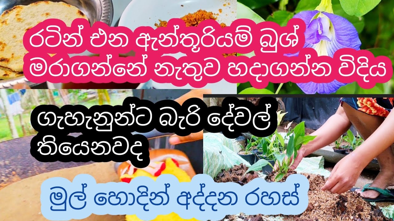 ඇන්තූරියම් වවලා සල්ලි බෝ කරමු || මන් හදන්නේ මෙහෙම