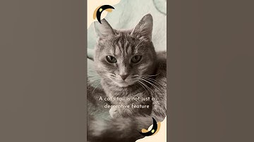Cats communicate complex emotions through their tails. #cats #catfacts #catlanguage #phoebemoondream